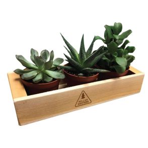 3 Place Cedar Planter